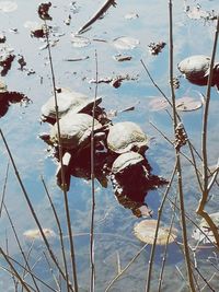 High angle view of leaves floating on lake