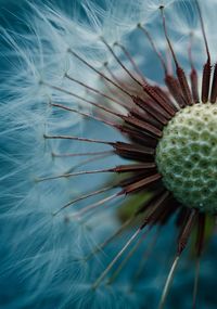 Dandelion flower in springtime