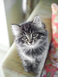 Close-up portrait of cat at home