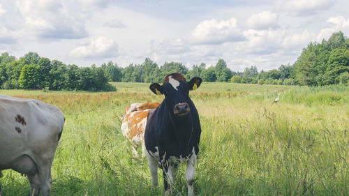 Cows standing on field against sky