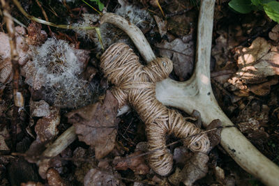 High angle view of mushroom growing in forest