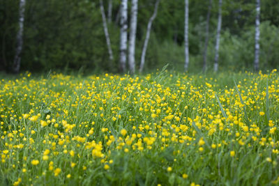 Yellow flowering plants growing on field