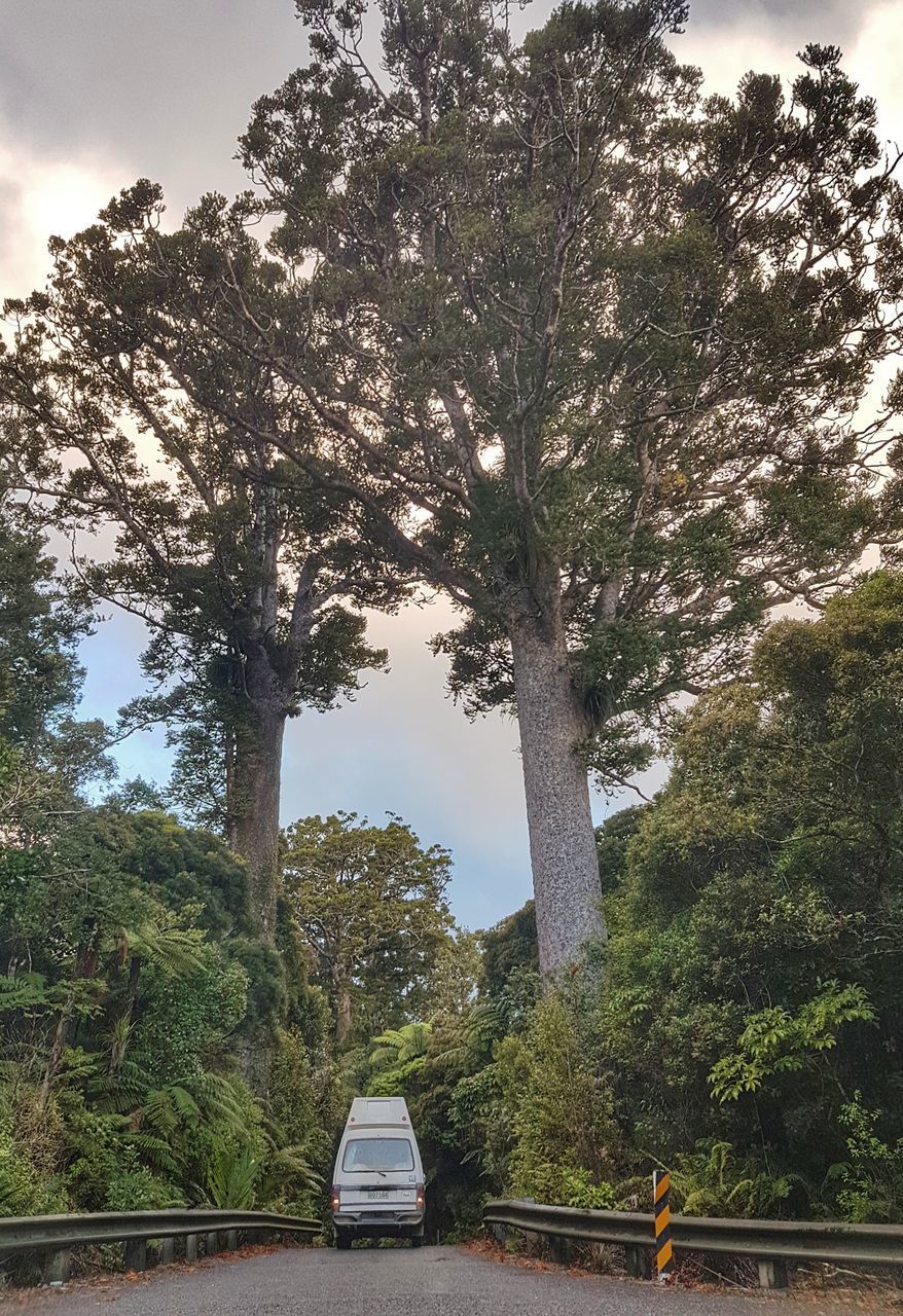 ROAD AMIDST TREES AND PLANTS AGAINST SKY