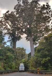 Trees by road against sky