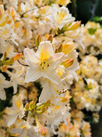 Close-up of white flowering plant