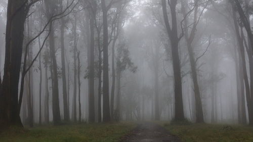 Trees in forest during winter