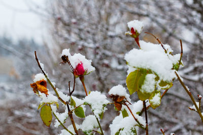 Close-up of snow on plant during winter