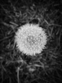 Close-up of dandelion flower on field