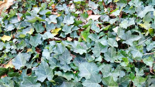 Full frame shot of plants