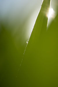 Close-up of spider web on plant