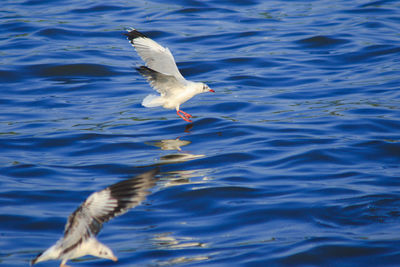 Seagull flying over a water