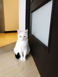 Portrait of white cat on hardwood floor