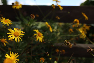 Close-up of yellow flowering plant on field