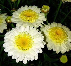 Close-up of daisies blooming outdoors