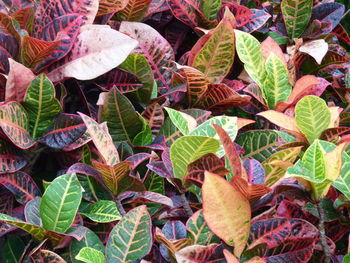 High angle view of autumnal leaves on plant