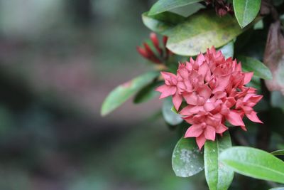 Close-up of pink flowering plant