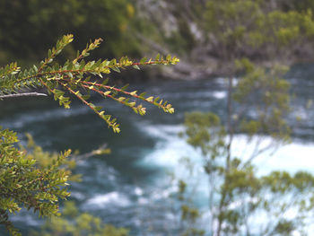 Close-up of plant against trees