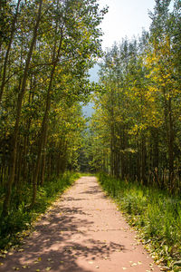 Footpath amidst trees in forest
