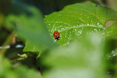 Close-up of ladybug on leaf