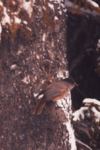 Close-up of bird perching on tree trunk