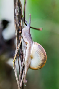 Close-up of snail on plant