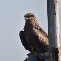 Low angle view of eagle perching on wooden post against sky