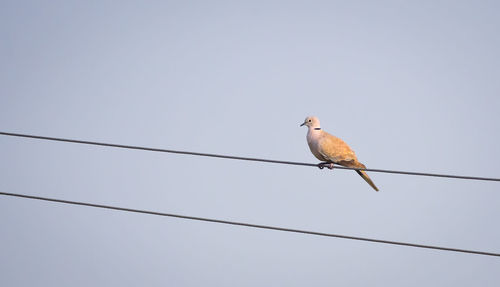 Low angle view of bird perching on cable against sky