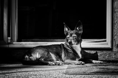 Portrait of dog sitting by entrance