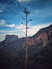 Low angle view of plant on land against sky