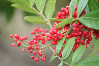 Close-up of red berries growing on plant