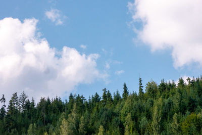 Low angle view of pine trees against sky