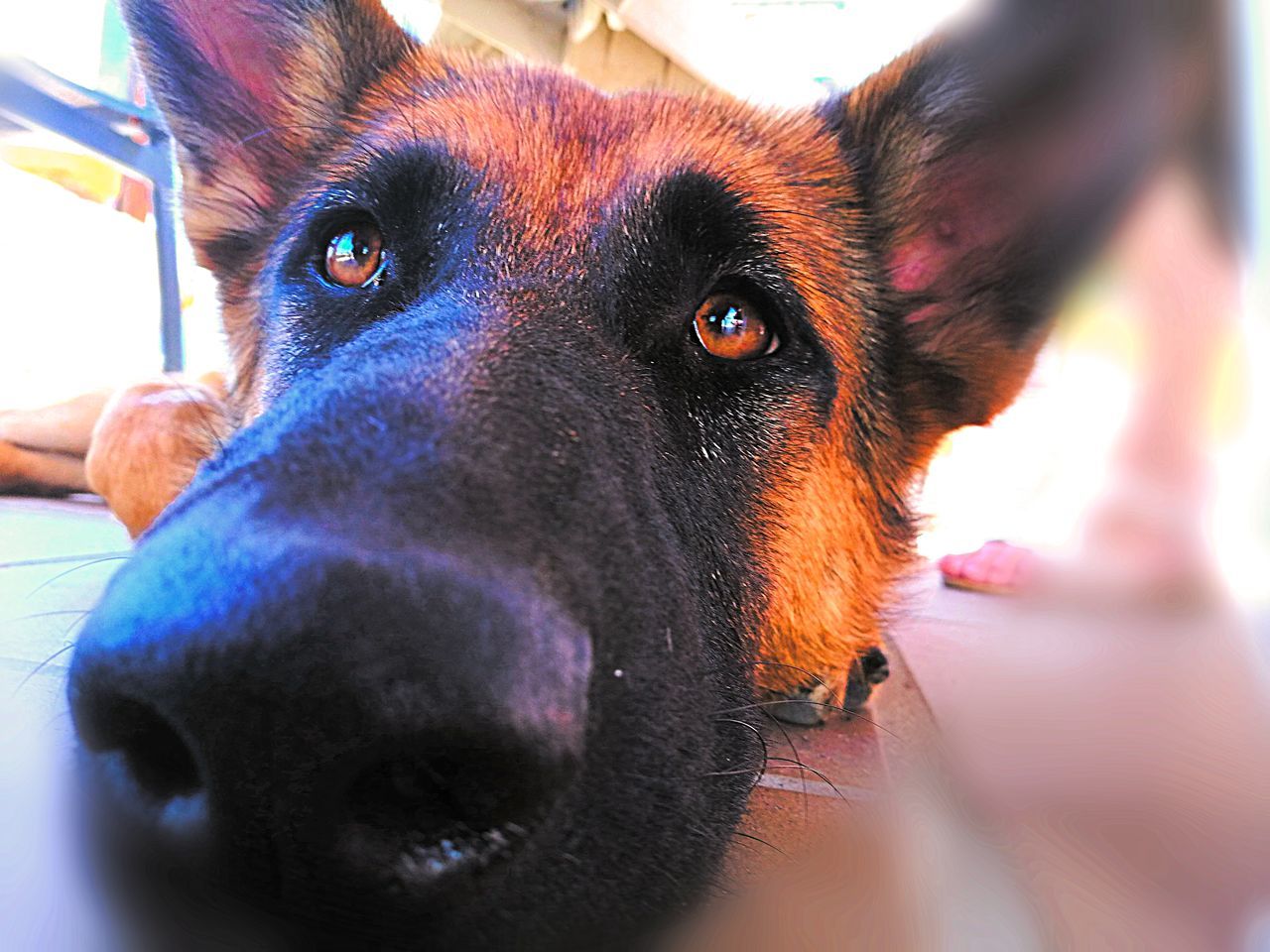 dog, pets, domestic animals, animal themes, one animal, mammal, black color, close-up, indoors, portrait, looking at camera, no people, day