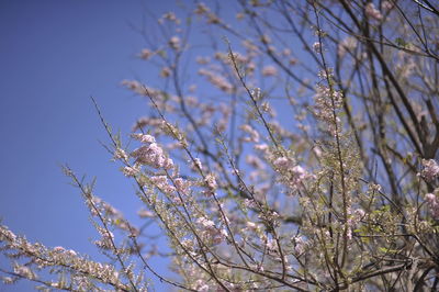 Low angle view of flowering plant against sky