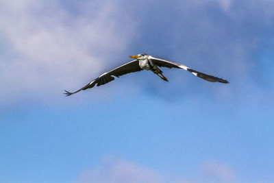 Low angle view of bird flying in sky