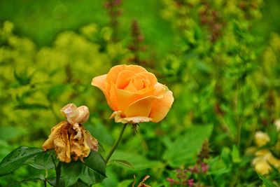 Close-up of rose plant