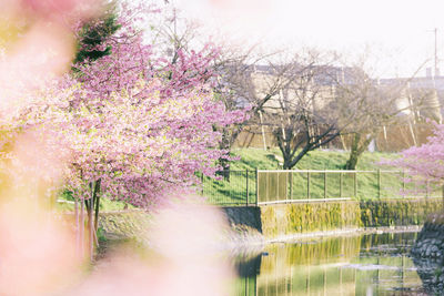 Pink flowering plants by lake in park