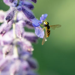 Close-up of bee pollinating on flower