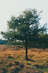 Trees in field against clear sky