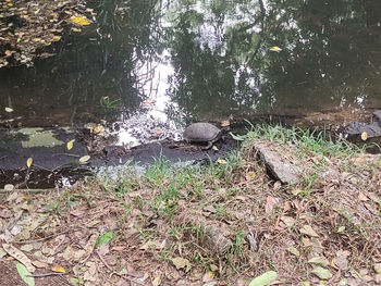 View of a reptile on a lake