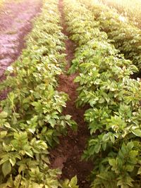 Close-up of plants growing in field