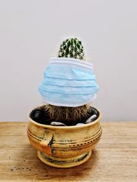 Close-up of potted plant on table against white background