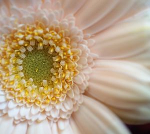 Close-up of white flower pollen