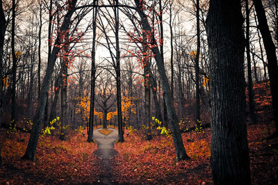 Trees in forest against sky