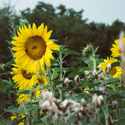 Close-up of yellow flowering plant on field