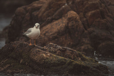 Seagull perching on rock