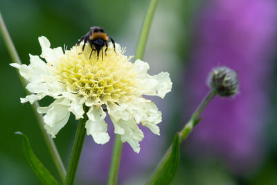 Close up of a bee pollinating a cream pincushion flower