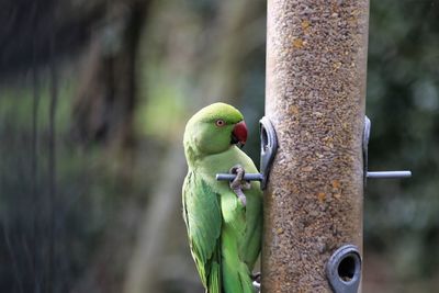 Close-up of parrot perching on tree trunk