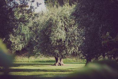 Man standing by tree in forest