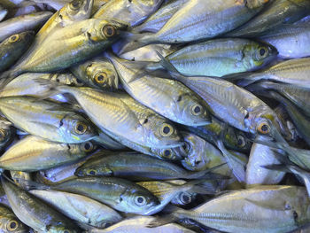 Full frame shot of fish for sale