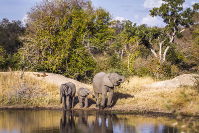 Elephants by lake